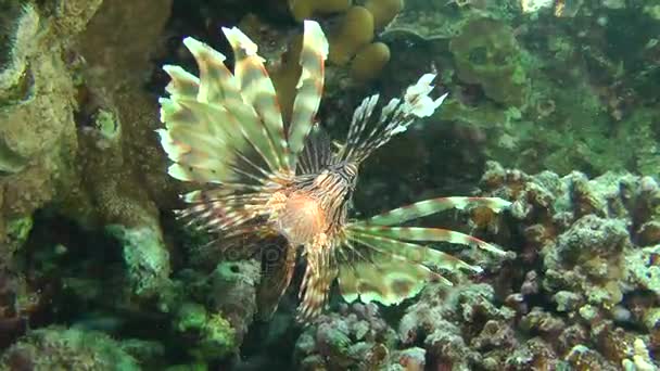 Speckled sandperch (Parapercis hexophtalma) on a sandy bottom. — Stock Video