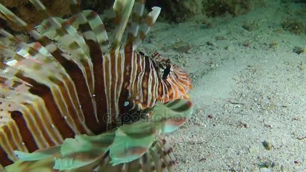 Speckled sandperch (Parapercis hexophtalma) on a sandy bottom. — Stock Video