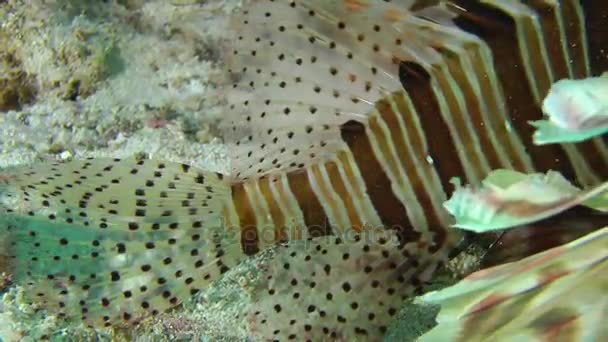 Speckled sandperch (Parapercis hexophtalma) on a sandy bottom. — Stock Video