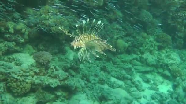 Skvrnitý sandperch (Parapercis hexophtalma) na písčité dno. — Stock video