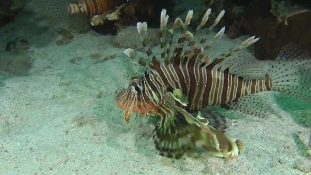 Sandperco moteado (Parapercis hexophtalma) en un fondo arenoso . — Vídeo de stock