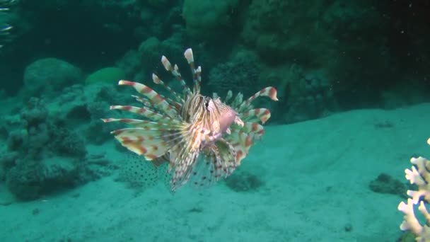 Pettyes sandperch (Parapercis hexophtalma) egy homokos alján. — Stock videók