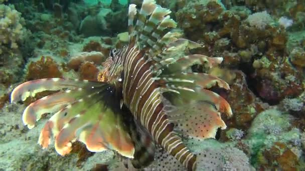 Gesprenkelter Sandbarsch (parapercis hexophtalma) auf sandigem Boden. — Stockvideo