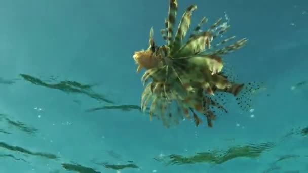 Fläckig sandperch (Parapercis hexophtalma) på sandbotten. — Stockvideo