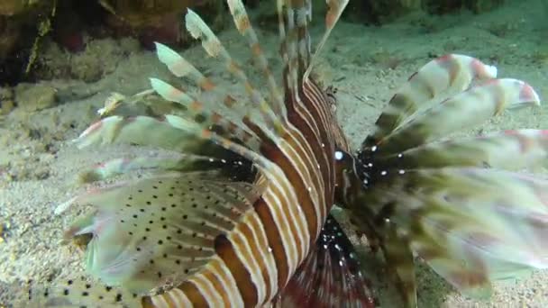 Speckled sandperch (Parapercis hexophtalma) on a sandy bottom. — Stock Video