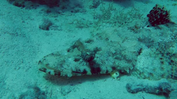 Chapadly flathead (Papilloculiceps longiceps) — Stock video