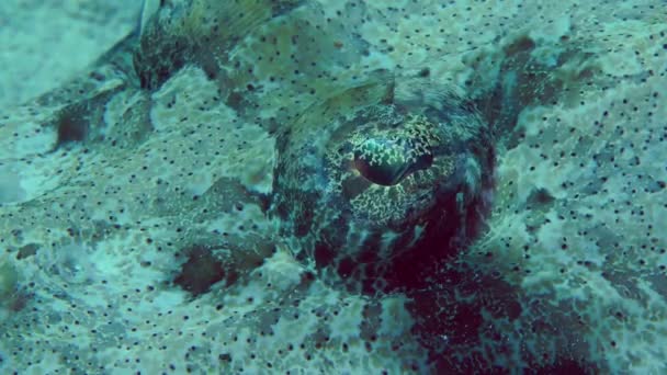 Tentacled Flathead (Papilloculiceps longiceps) — Stock Video