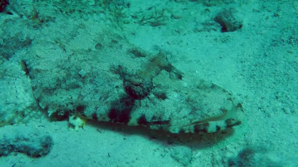 Flathead Tentacled (Papilloculiceps longiceps ) — Stok Video