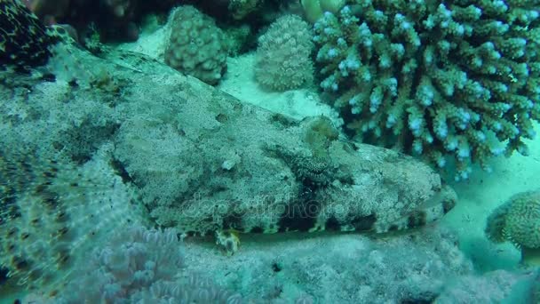 Tentacled flathead (Papilloculiceps longiceps) — Stock videók