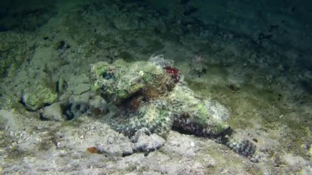 Devil Scorpionfish (Scorpaenopsis diabolus) — стокове відео