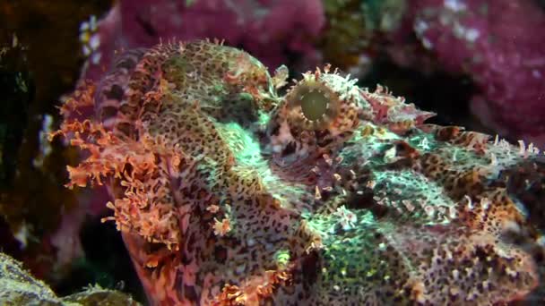 Tassled Scorpionfish (Scorpaenopsis oxycephala)) — Wideo stockowe