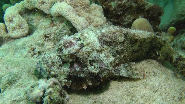 Scorpionfish (Scorpaenopsis oxycephala)) — Vídeo de stock
