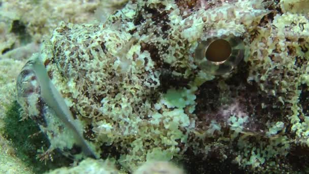 Tassled scorpionfish (Scorpaenopsis oxycephala) — Stok video