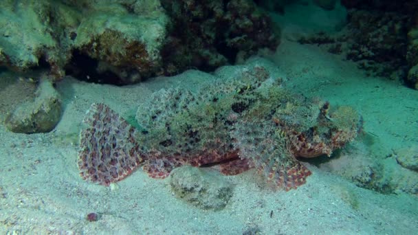 Tassled Scorpionfish (Scorpaenopsis oxycephala)) — Wideo stockowe