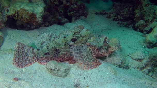 Scorpionfish ramolli (Scorpaenopsis oxycephala)) — Video