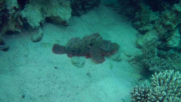 Sandperco moteado (Parapercis hexophtalma) en un fondo arenoso . — Vídeo de stock