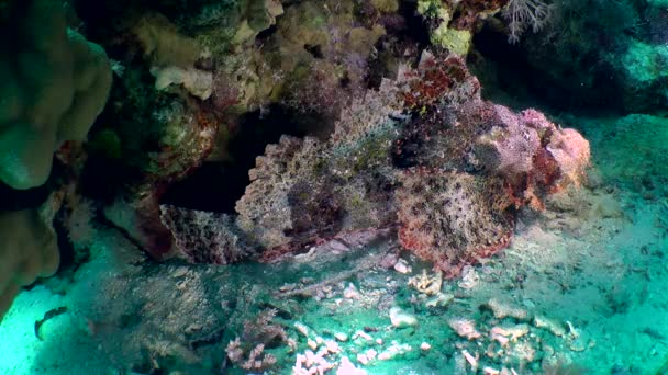 Scorpionfish ramolli (Scorpaenopsis oxycephala)) — Video