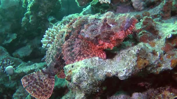 Tassled Scorpionfish (Scorpaenopsis oxycephala)) — Wideo stockowe