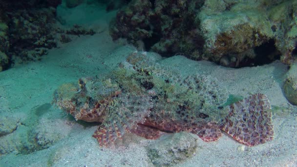 Скелелазна скорпіонна риба (Scorpaenopsis oxycephala ) — стокове відео