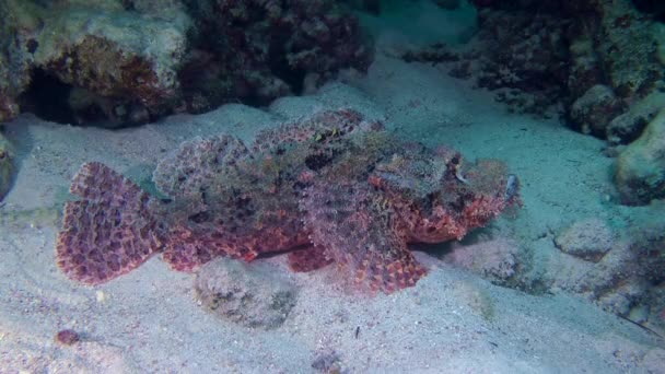 Скелелазна скорпіонна риба (Scorpaenopsis oxycephala ) — стокове відео