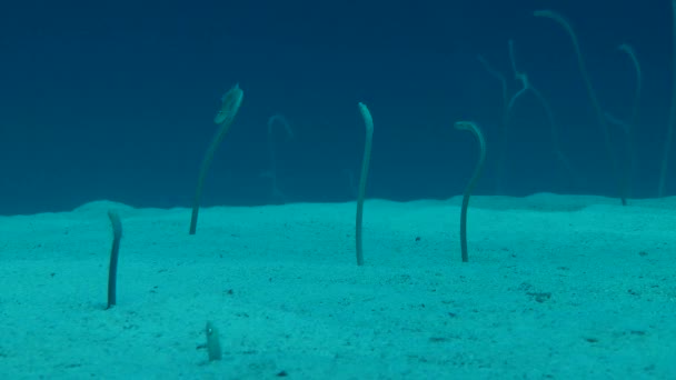 Garden Eel (Gorgasia sillneri) ). — стоковое видео