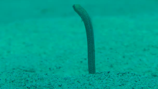 Garden Eel (Gorgasia sillneri). — Stock Video