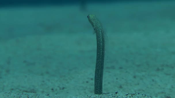 Eel Garden (Gorgasia sillneri). — Stock video