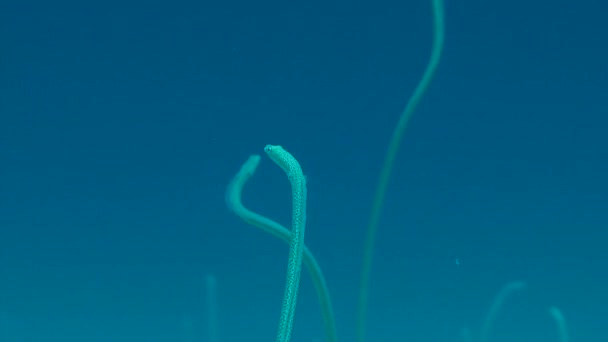 花园鳗 (Gorgasia sillneri). — 图库视频影像