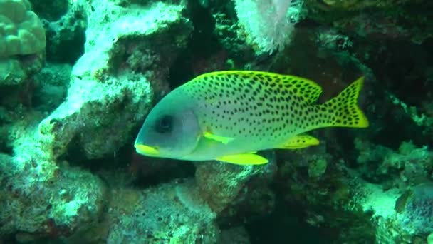 Goma moteada negra (Plectorhinchus gaterinus ) — Vídeos de Stock