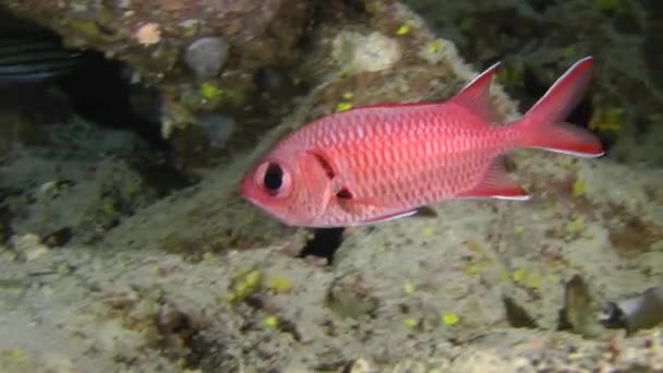 Pez soldado de la piña (Myripristis murdjan ) — Vídeo de stock