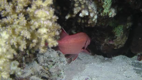 Peixe-soldado de Pinecone (Myripristis murdjan ) — Vídeo de Stock