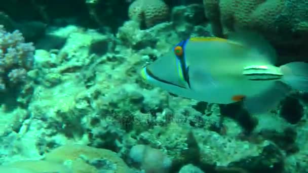 Pettyes sandperch (Parapercis hexophtalma) egy homokos alján. — Stock videók