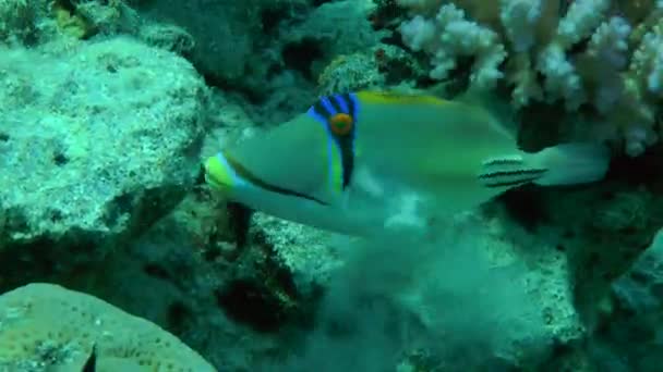 Picasso Triggerfish (Rhinecanthus assasi) — Stok video