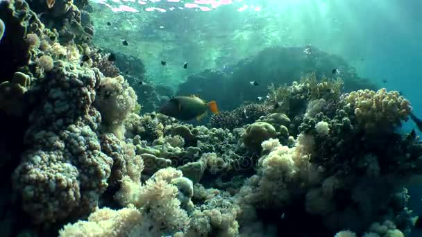 Orangefarbener Drückerfisch (balistapus undulatus)) — Stockvideo