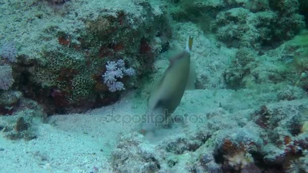 Peixe-gatilho-azul (Sufflamen albicaudatum ) — Vídeo de Stock