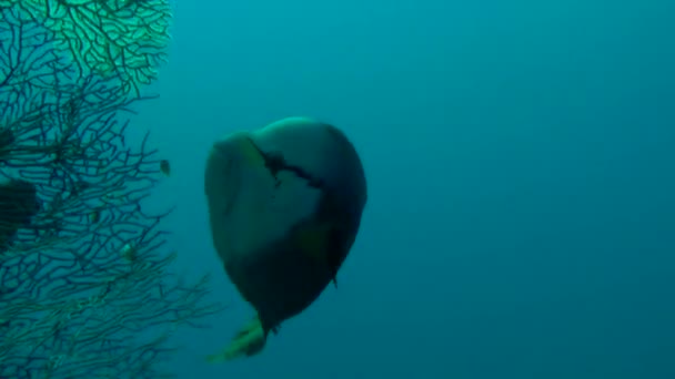 Sling-mandíbula wrasse (Epibulus insidiator ) — Vídeo de stock