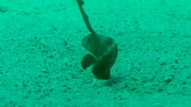 Окрашенный песчаный окунь (Parapercis hexophtalma) на песчаном дне . — стоковое видео