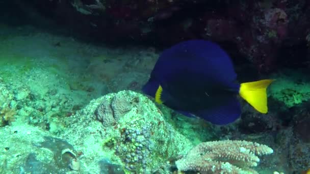 Жовтохвіст Surgeonfish (Zebrasoma xanthurum) — стокове відео