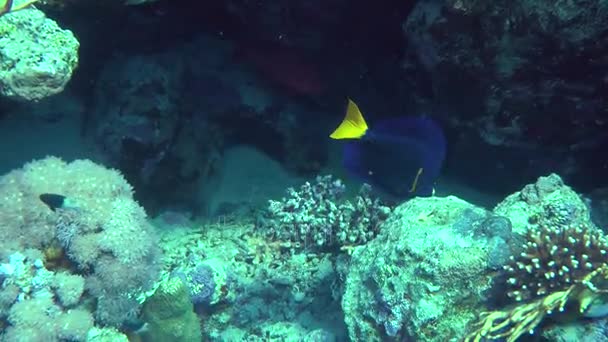 Yellowtail Surgeonfish (Zebrasoma xanthurum) — Stock video