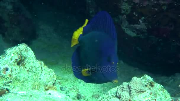 Peixe-cirurgião de cauda amarela (Zebrasoma xanthurum ) — Vídeo de Stock