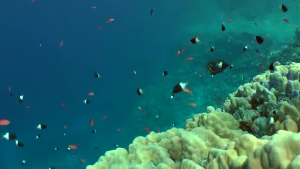 Sardinha do mar Vermelho (Zebrasoma desjardinii ) — Vídeo de Stock