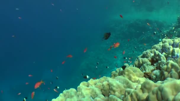 Sardinha do mar Vermelho (Zebrasoma desjardinii ) — Vídeo de Stock