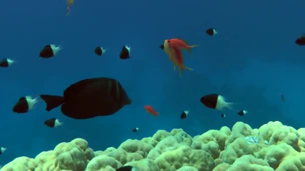 Червоне море Парусна Тан (Zebrasoma desjardinii) — стокове відео