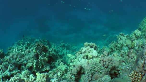 Orangespine unicornfish (Naso lituratus) na pozadí útesu. — Stock video