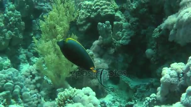 Orangespine unicornfish (Naso lituratus) no fundo do recife . — Vídeo de Stock