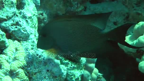 Barázdált surgeonfish (Ctenochaetus striatus) keres élelmiszer. — Stock videók