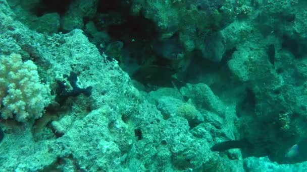 Bir çift çizgili surgeonfish (Ctenochaetus striatus) yiyecek arayan. — Stok video