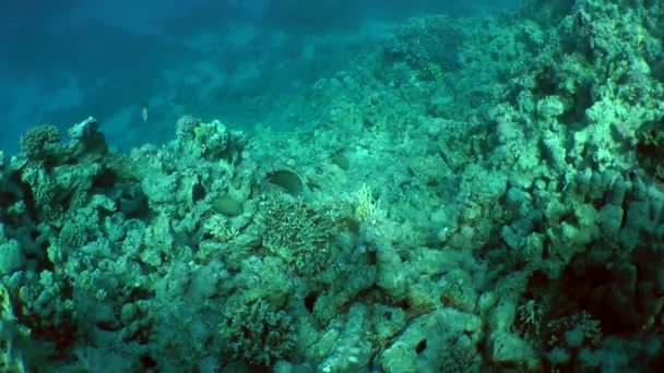 Varios peces cirujano estriado (Ctenochaetus striatus) están buscando comida . — Vídeo de stock