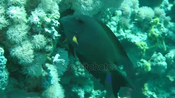 Locustella surgeonfish (Ctenochaetus striatus) is op zoek naar voedsel. — Stockvideo
