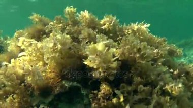 Kahverengi algler (Sargassum sp.) taş çalılıkları